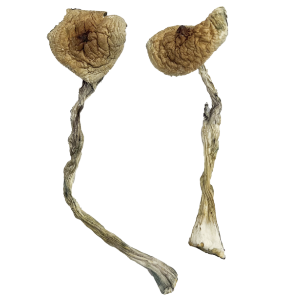 Buy Quezon Magic Mushrooms Strain - Image 2